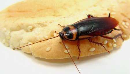 Сколько живут тараканы, как их обнаружить и избавиться