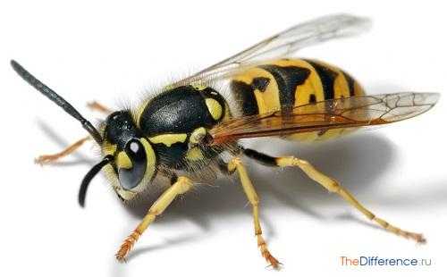 
 Как отличить пчелу от осы, кто из них приносит больше пользы, чьи укусы опаснее		