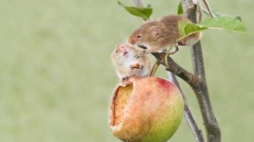 Как укрыть яблони на зиму от грызунов