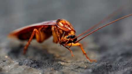 Фото американского таракана в квартире: как вывести, как кусает, может ли летать?
