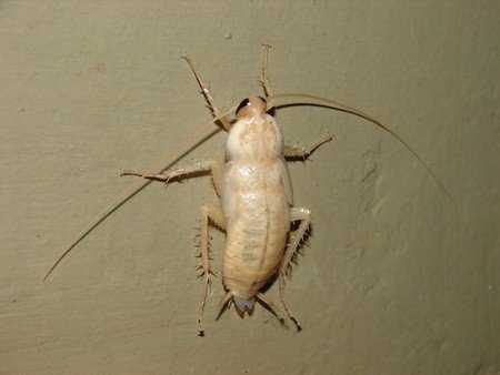 Сколько живут тараканы, как их обнаружить и избавиться