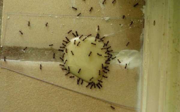 Ловушка для домашних муравьев в домашних условиях