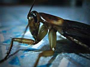 
 Какие запахи отпугивают тараканов и как их применять для защиты жилища от вредителя		