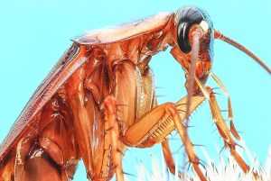 Особенности строения таракана Секрет живучести раскрыт