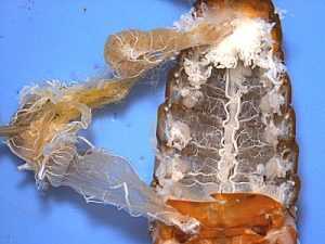 Особенности строения таракана Секрет живучести раскрыт