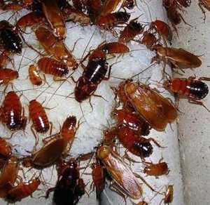 Как тараканы пьют воду что они едят и как мы можем использовать это знание против них самих