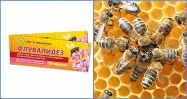 Что такое варроатоз пчел и каковы методы его лечения