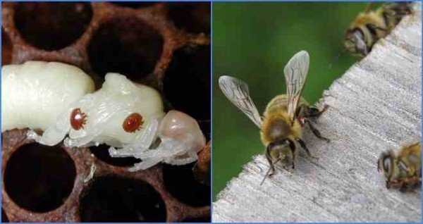 Что такое варроатоз пчел и каковы методы его лечения