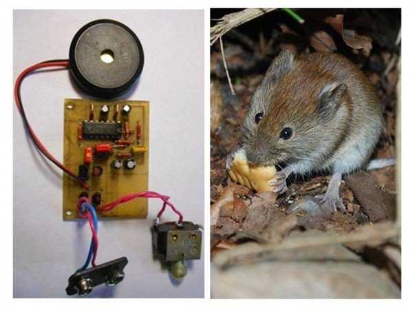 Электронные отпугиватели мышей и крыс: особенности, разновидности