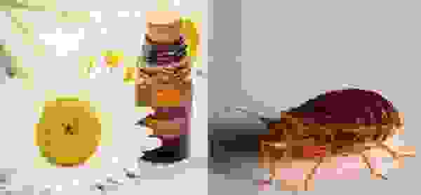 Какие эфирные масла отпугивают клопов и тараканов в квартире. Смотреть фото Какие эфирные масла отпугивают клопов и тараканов в квартире. Смотреть картинку Какие эфирные масла отпугивают клопов и тараканов в квартире. Картинка про Какие эфирные масла отпугивают клопов и тараканов в квартире. Фото Какие эфирные масла отпугивают клопов и тараканов в квартире Какие эфирные масла отпугивают клопов и тараканов в квартире. Смотреть фото Какие эфирные масла отпугивают клопов и тараканов в квартире. Смотреть картинку Какие эфирные масла отпугивают клопов и тараканов в квартире. Картинка про Какие эфирные масла отпугивают клопов и тараканов в квартире. Фото Какие эфирные масла отпугивают клопов и тараканов в квартире