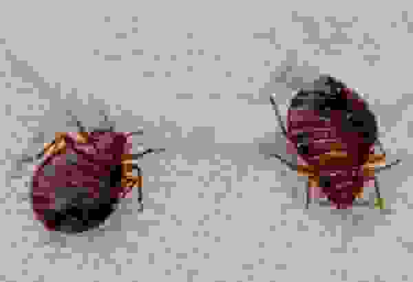 Какие эфирные масла отпугивают клопов и тараканов в квартире. Смотреть фото Какие эфирные масла отпугивают клопов и тараканов в квартире. Смотреть картинку Какие эфирные масла отпугивают клопов и тараканов в квартире. Картинка про Какие эфирные масла отпугивают клопов и тараканов в квартире. Фото Какие эфирные масла отпугивают клопов и тараканов в квартире Какие эфирные масла отпугивают клопов и тараканов в квартире. Смотреть фото Какие эфирные масла отпугивают клопов и тараканов в квартире. Смотреть картинку Какие эфирные масла отпугивают клопов и тараканов в квартире. Картинка про Какие эфирные масла отпугивают клопов и тараканов в квартире. Фото Какие эфирные масла отпугивают клопов и тараканов в квартире