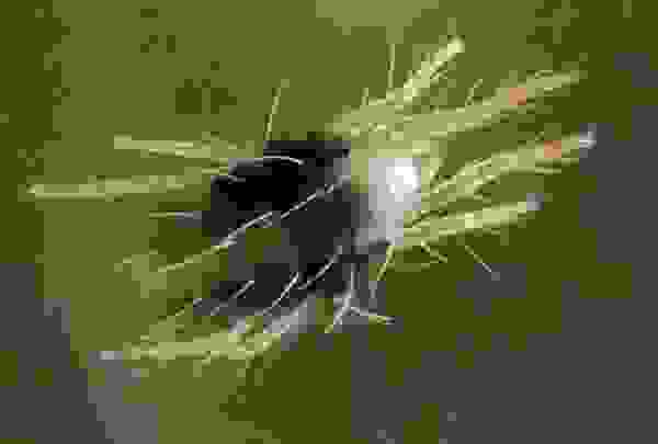 паутинный клещ на огурцах как распознать. Смотреть фото паутинный клещ на огурцах как распознать. Смотреть картинку паутинный клещ на огурцах как распознать. Картинка про паутинный клещ на огурцах как распознать. Фото паутинный клещ на огурцах как распознать паутинный клещ на огурцах как распознать. Смотреть фото паутинный клещ на огурцах как распознать. Смотреть картинку паутинный клещ на огурцах как распознать. Картинка про паутинный клещ на огурцах как распознать. Фото паутинный клещ на огурцах как распознать