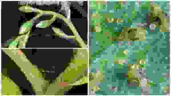 паутинный клещ на огурцах как распознать. Смотреть фото паутинный клещ на огурцах как распознать. Смотреть картинку паутинный клещ на огурцах как распознать. Картинка про паутинный клещ на огурцах как распознать. Фото паутинный клещ на огурцах как распознать паутинный клещ на огурцах как распознать. Смотреть фото паутинный клещ на огурцах как распознать. Смотреть картинку паутинный клещ на огурцах как распознать. Картинка про паутинный клещ на огурцах как распознать. Фото паутинный клещ на огурцах как распознать