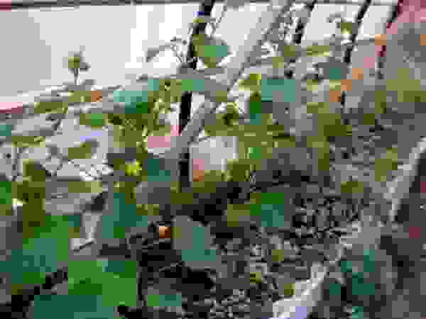 паутинный клещ на огурцах как распознать. Смотреть фото паутинный клещ на огурцах как распознать. Смотреть картинку паутинный клещ на огурцах как распознать. Картинка про паутинный клещ на огурцах как распознать. Фото паутинный клещ на огурцах как распознать паутинный клещ на огурцах как распознать. Смотреть фото паутинный клещ на огурцах как распознать. Смотреть картинку паутинный клещ на огурцах как распознать. Картинка про паутинный клещ на огурцах как распознать. Фото паутинный клещ на огурцах как распознать