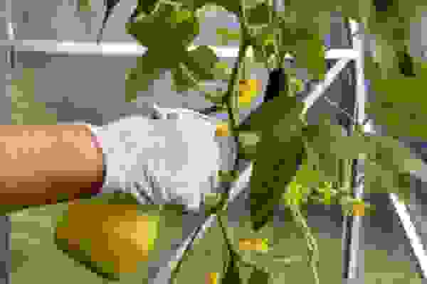 паутинный клещ на огурцах как распознать. Смотреть фото паутинный клещ на огурцах как распознать. Смотреть картинку паутинный клещ на огурцах как распознать. Картинка про паутинный клещ на огурцах как распознать. Фото паутинный клещ на огурцах как распознать паутинный клещ на огурцах как распознать. Смотреть фото паутинный клещ на огурцах как распознать. Смотреть картинку паутинный клещ на огурцах как распознать. Картинка про паутинный клещ на огурцах как распознать. Фото паутинный клещ на огурцах как распознать