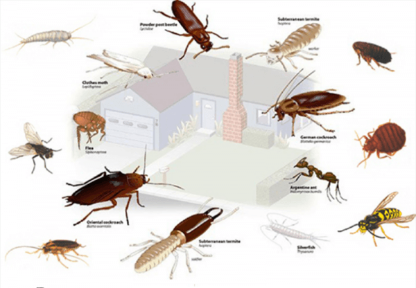 Инсектицид Дельта Зона: область применения и инструкция по использованию