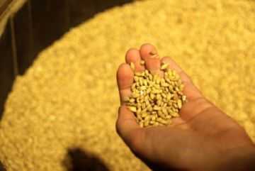 Как избавиться от зернового долгоносика: описание вредителя и эффективные методы борьбы