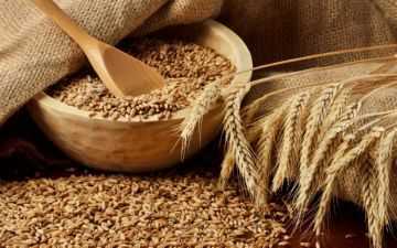 Как избавиться от зернового долгоносика: описание вредителя и эффективные методы борьбы