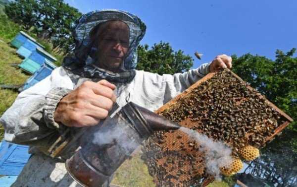Обработка пчел от клеща осенью Бипином — описания, правила проведения процедуры, эффективность