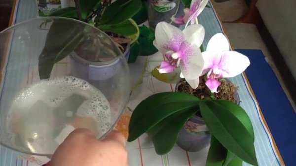 Паутинный клещ на орхидее — описание, признаки заражение, эффективные методы борьбы 