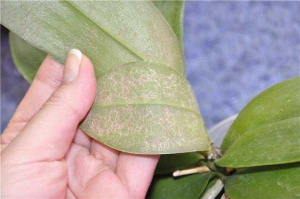 Паутинный клещ на орхидее — описание, признаки заражение, эффективные методы борьбы 