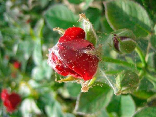 Паутинный клещ на розе — описание, причины и признаки заражения, эффективные методы борьбы