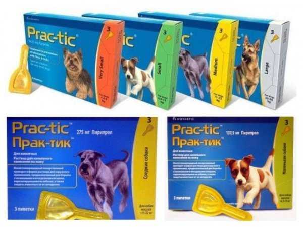 Практик от клещей для собак — описание, эффективность, правила применения