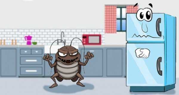Тараканы в холодильнике — источники аварий и переносчики болезней