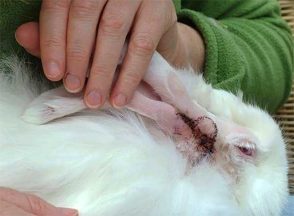 Ушной клещ у кроликов — описание, симптомы, лечение 