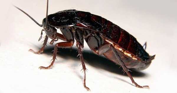 Жуки похожие на тараканов не представляют опасности