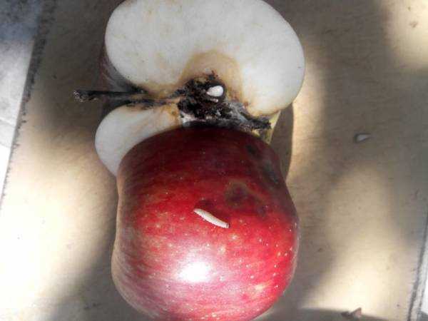 Защита яблонь от плодожорки