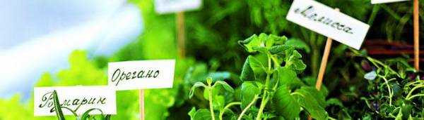Фитонцидные растения для защиты сада от вредителей