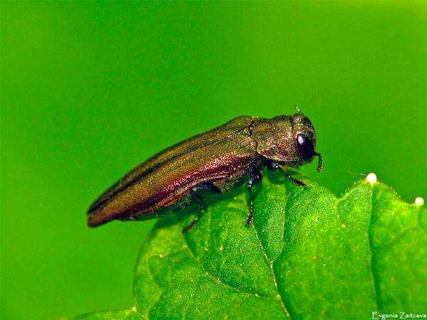 Узкотелая златка зеленая – что за жук и какой урон приносит урожаю