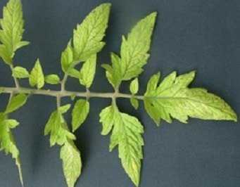 Хлороз растений – основные признаки и способы защиты растений