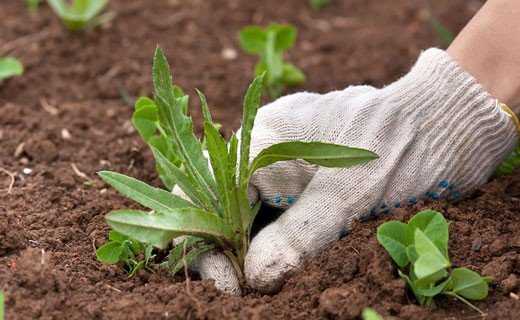 Чем обрабатывать капусту от блох, чтобы не навредить овощу