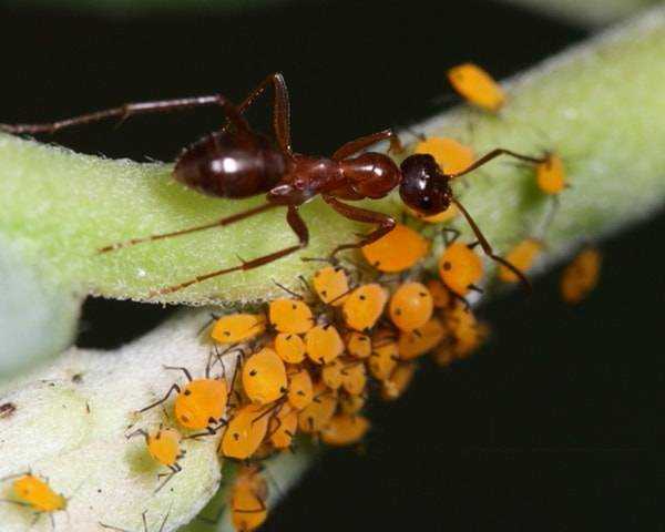 Как взаимодействуют между собой муравьи и тля