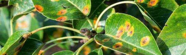 Ржавчина, поражающая лиственную часть растений