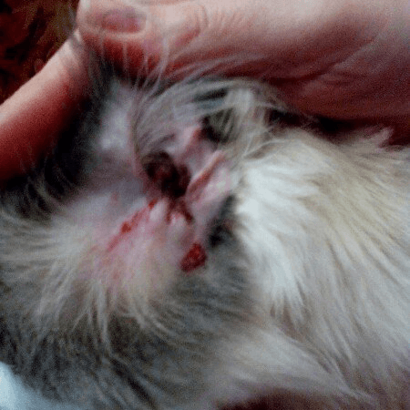
 Симптомы отодектоза у кошек, лечение и профилактика ушного клеща		