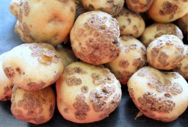 
 Как избавиться от парши на картофеле — советы начинающим агротехникам		
