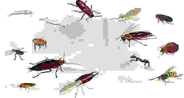 Какие летающие насекомые могут завестись в квартире. Смотреть фото Какие летающие насекомые могут завестись в квартире. Смотреть картинку Какие летающие насекомые могут завестись в квартире. Картинка про Какие летающие насекомые могут завестись в квартире. Фото Какие летающие насекомые могут завестись в квартире Какие летающие насекомые могут завестись в квартире. Смотреть фото Какие летающие насекомые могут завестись в квартире. Смотреть картинку Какие летающие насекомые могут завестись в квартире. Картинка про Какие летающие насекомые могут завестись в квартире. Фото Какие летающие насекомые могут завестись в квартире