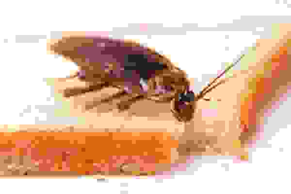 Какие летающие насекомые могут завестись в квартире. Смотреть фото Какие летающие насекомые могут завестись в квартире. Смотреть картинку Какие летающие насекомые могут завестись в квартире. Картинка про Какие летающие насекомые могут завестись в квартире. Фото Какие летающие насекомые могут завестись в квартире Какие летающие насекомые могут завестись в квартире. Смотреть фото Какие летающие насекомые могут завестись в квартире. Смотреть картинку Какие летающие насекомые могут завестись в квартире. Картинка про Какие летающие насекомые могут завестись в квартире. Фото Какие летающие насекомые могут завестись в квартире