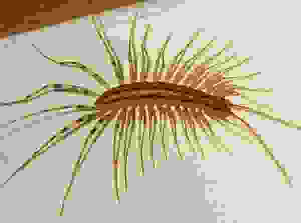 Какие летающие насекомые могут завестись в квартире. Смотреть фото Какие летающие насекомые могут завестись в квартире. Смотреть картинку Какие летающие насекомые могут завестись в квартире. Картинка про Какие летающие насекомые могут завестись в квартире. Фото Какие летающие насекомые могут завестись в квартире Какие летающие насекомые могут завестись в квартире. Смотреть фото Какие летающие насекомые могут завестись в квартире. Смотреть картинку Какие летающие насекомые могут завестись в квартире. Картинка про Какие летающие насекомые могут завестись в квартире. Фото Какие летающие насекомые могут завестись в квартире