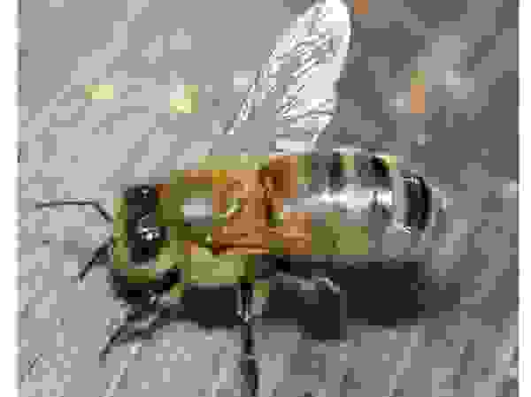 Какие летающие насекомые могут завестись в квартире. Смотреть фото Какие летающие насекомые могут завестись в квартире. Смотреть картинку Какие летающие насекомые могут завестись в квартире. Картинка про Какие летающие насекомые могут завестись в квартире. Фото Какие летающие насекомые могут завестись в квартире Какие летающие насекомые могут завестись в квартире. Смотреть фото Какие летающие насекомые могут завестись в квартире. Смотреть картинку Какие летающие насекомые могут завестись в квартире. Картинка про Какие летающие насекомые могут завестись в квартире. Фото Какие летающие насекомые могут завестись в квартире