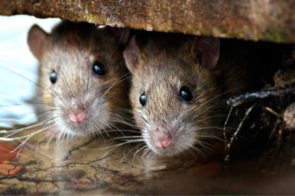 Как избавиться от мышей навсегда гуманные и радикальные методы