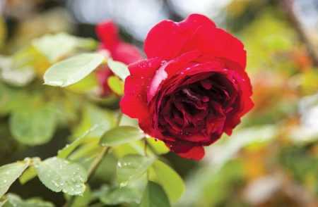 Как народными средствами бороться с паутинным клещом на розах