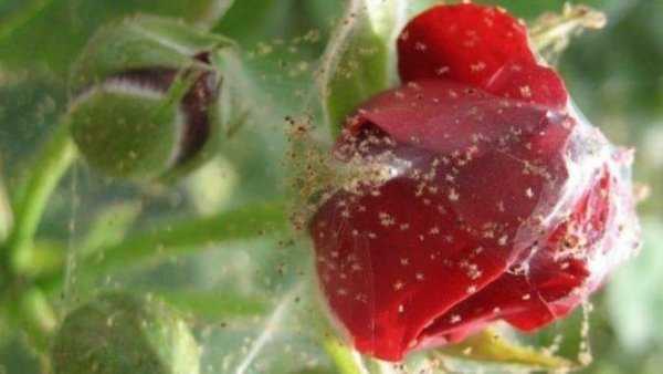 Как народными средствами бороться с паутинным клещом на розах