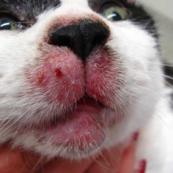Как выглядит подкожный клещ у кошек, симптомы и лечение