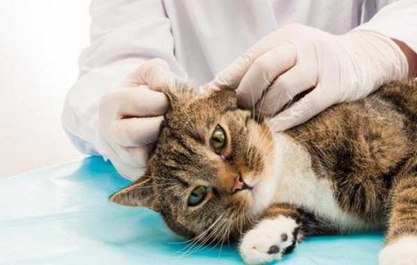 Как выглядит подкожный клещ у кошек, симптомы и лечение