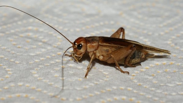 Какие домашние насекомые заселяют дома и квартиры: виды и описание