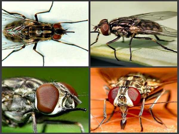 Кусаются ли мухи, – какие, когда и почему